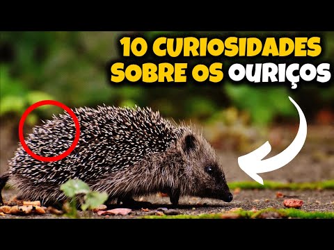 Vídeo: Por que os ouriços hibernam?