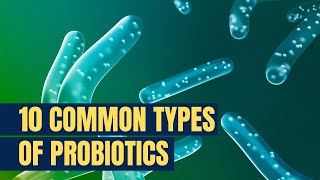 10 Most Common Types of Probiotics | Probiotiv Naturals