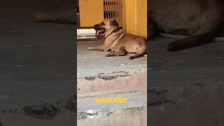 शेरू हाँफ क्यों रहा है? 🥵🐶 | गर्मी का असर!#shorts
