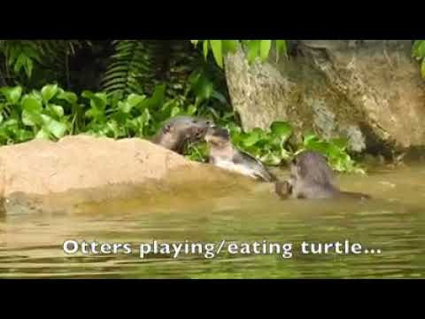 Otters torturing a turtle