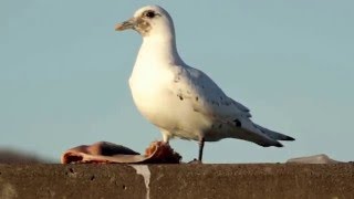 Ivory Gull feeding on salmon at Canal Park PHS 3610