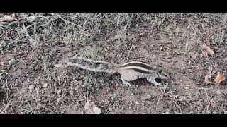 Natural Creatures Vlogs Squirrel Group Small family of squirrels