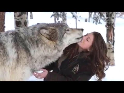 When This Woman Met A Wolf Alone In The Woods, She Did Something Most People Would Never Dream Of