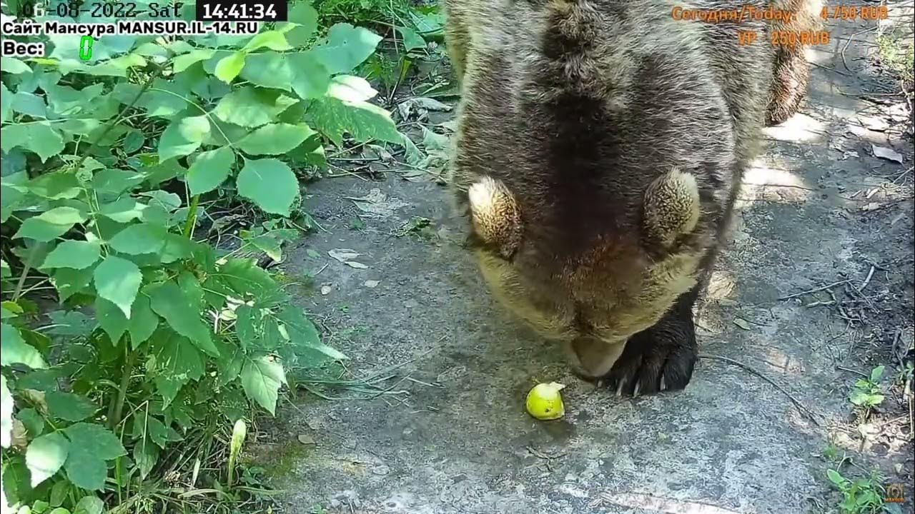 Съела грушу. Съел грушу, поссал.