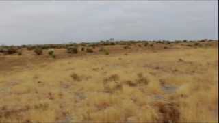 Mariposa Quino Checkerspot. Documental Por Karla Villa