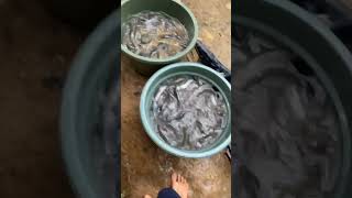 Ini RESIKO menjual ikan lele konsumsi ECERAN #shortsviral