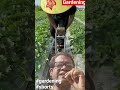 Gardening Techniques #gardening #farming #technique #shorts