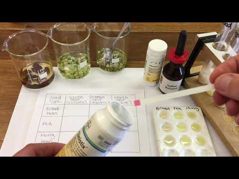 Testing seeds for protein , glucose and starch