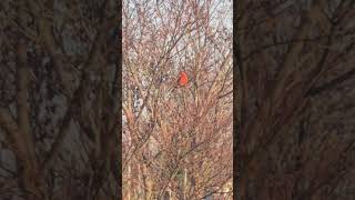Male Northern Cardinal