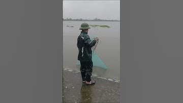 Chài cá mương khủng   #fishing #hunghugo