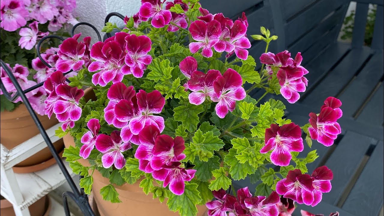 TOZLAŞTIRDIĞIM SARDUNYALAR VE TOHUMLARI | Farklı Türde Sardunyalar Elde Edebilecek Miyiz?