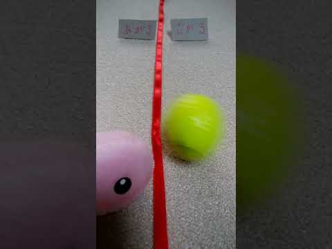 東海汽船株価は上がるか？下がるか？キョンギョ君の株価占い！投資は自己責任で当チャンネルは責任とりません。