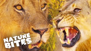 Lions Behaving Badly: Best Hunting Clips | Nature Bites