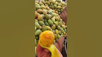 كيف تقشر البرشومي التين الشوكي 