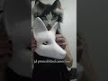 prices are up on my ebay! #raisingfunds #forsale #furry #animalmasks #smallbusiness #art #82k