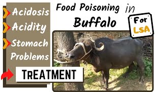 भैंस के पेट में सें एसिडोसिस गैस निकालना buffalo food poison acidity stomach problems acidosis in an