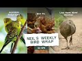 Australian Budgerigars, Battlling Bird Flu, and Conservation of the Lord Howe Island Woodhen | E5