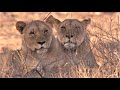 Best Lion Moments Part 2 | Top 5 | BBC Earth