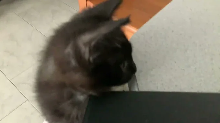 cat land