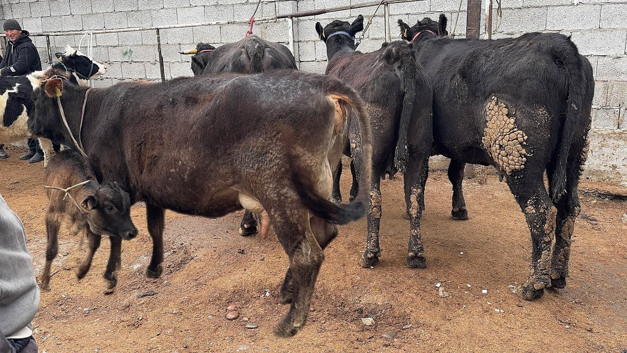 ЁР СИТИ СИГИР БОЗОР СЎРАГАН КУТГАН ОБУНАЧИЛАР УЧУН МАХСУС. 