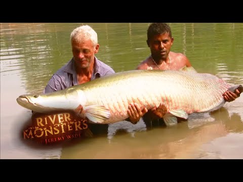 Video: Diepzeemonstervissen. Rivier monster vis