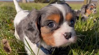 Misadventures of 14 Puppies Outside by Red Barn Cavaliers 1,694 views 5 months ago 8 minutes, 5 seconds