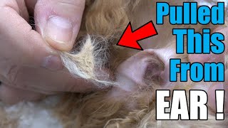 Pulling Mat From Dog's Ear Canal | Ear Cleaning & Plucking !