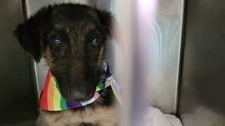 acs A677531