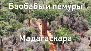 Достопримечательности Мадагаскара | Колючий лес | Африка | Алексей Рыжов