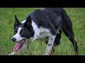 Kemi Lexi 15 Months Old Lot 83 Dolgellau Online 14 16th November Mated To Dewi Jenkins Jock Kemi Lexi 15 Months Old Lot 83 Dolgellau Online 14 16th November Mated To Dewi Jenkins Jock