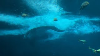 All of my footages of Blue The Manta Ray Breaching/Jumping out the Water so far 