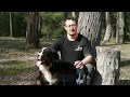 Canine snake protection training  protect dogs from snakes by mark pelley the snake hunter