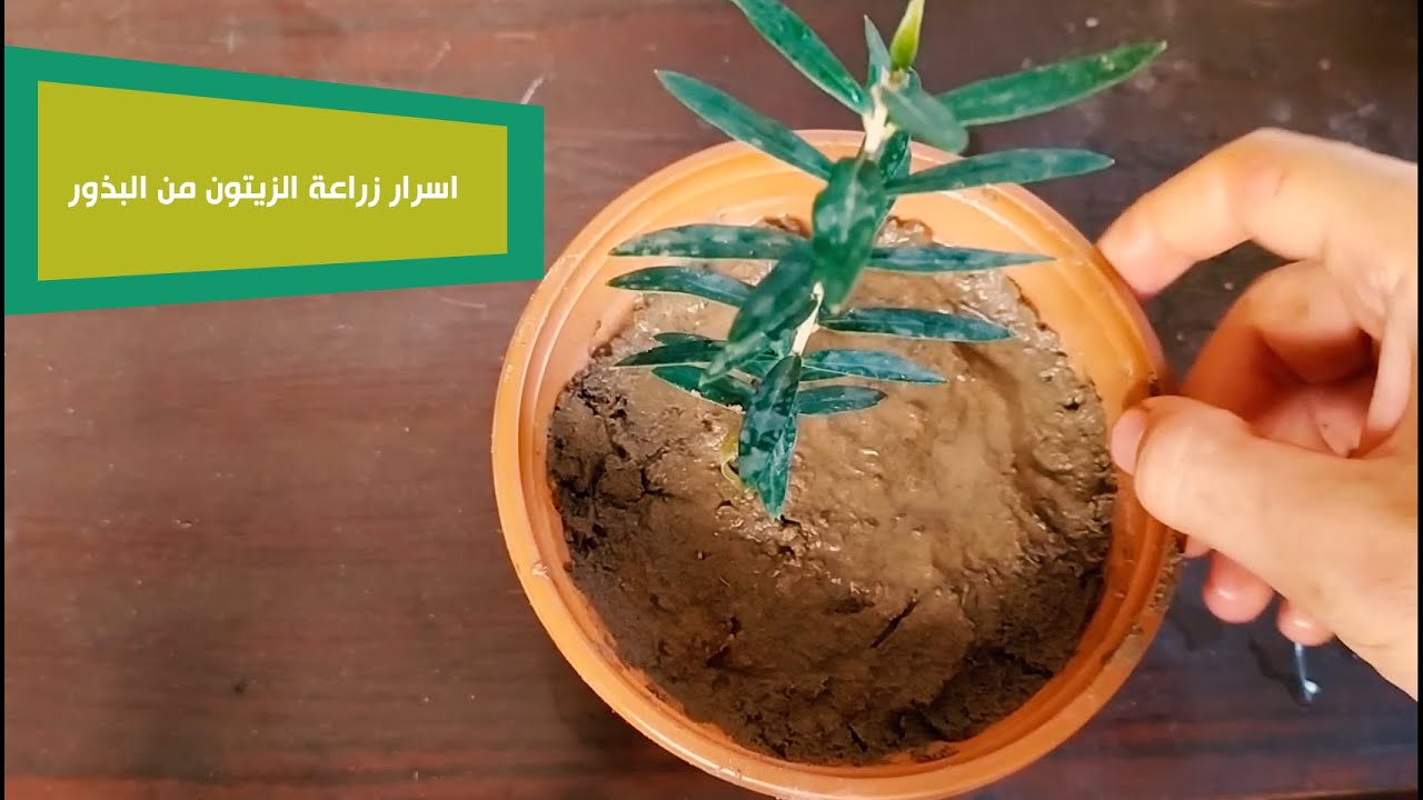 How to grow olive from seed اسرار زراعة الزيتون من البذور YouTube