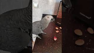 ✅ ОРЕМ КАК ПОТЕРПЕВШИЕ 🤣 ЖАКО ПЕТРУНЯ 🐦FUNNY PARROT ZHAKO PETRUNYA 🔥 (СУБТИТРЫ) #Shorts