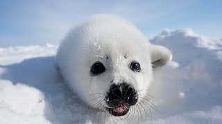 Happy Baby Seal