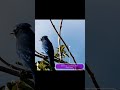 Steller&#39;s Jay - Birding Tours Guatemala