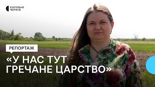 "У нас тут гречане царство": фермерка з Количівки, що біля Чернігова, вирощує органічну гречку