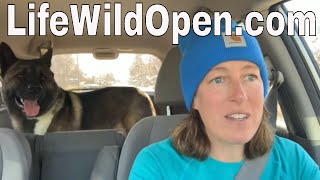Errands With My Akita Guard Dog by Life Wild Open ® 889 views 6 months ago 10 minutes, 11 seconds