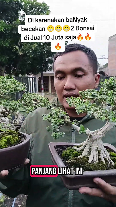 karenakan baNyak becekan 😁😁😁2 Bonsai di Jual 10 Juta saja🔥🔥🔥 #bonsai #premnamycropila