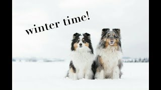 WINTER TIME with two amazing shelties | Airin & Jessie by Terka Šubrtová 1,067 views 6 years ago 2 minutes, 58 seconds