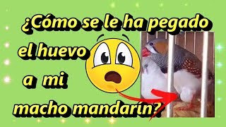 ¿Cómo se le ha pegado el huevo a mi macho mandarín?