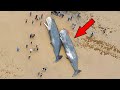 This Is Why Touching a Dead Whale Is So Dangerous