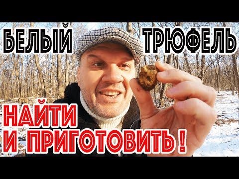 ГДЕ РАСТЕТ БЕЛЫЙ ТРЮФЕЛЬ? ОХОТА НА БЕЛЫЙ ТРЮФЕЛЬ С LAGOTTO ROMAGNOLO! Рецепт ТРЮФЕЛЬНОЙ ПАСТЫ!