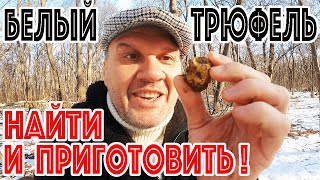 видео: ГДЕ РАСТЕТ БЕЛЫЙ ТРЮФЕЛЬ? ОХОТА НА БЕЛЫЙ ТРЮФЕЛЬ С LAGOTTO ROMAGNOLO! Рецепт ТРЮФЕЛЬНОЙ ПАСТЫ! картинка: ГДЕ РАСТЕТ БЕЛЫЙ ТРЮФЕЛЬ? ОХОТА НА БЕЛЫЙ ТРЮФЕЛЬ С LAGOTTO ROMAGNOLO! Рецепт ТРЮФЕЛЬНОЙ ПАСТЫ!