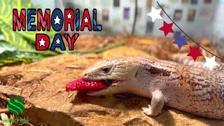 Cute lizard eating strawberry!!! #kyreptilezoo #reptiles #cute #lizard