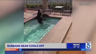 Black bear spotted taking a dip in Burbank hot tub