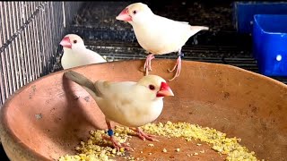 Aviary Daily | Rare Pastel Fawn Java Sparrows Eating Egg Food | Pastel Fawn Java Beauty