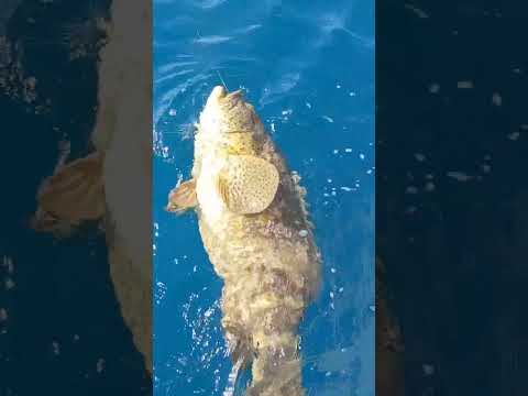 Goliath Grouper on Light Tackle 😤 That Should NOT Have Worked — Sarasota FL