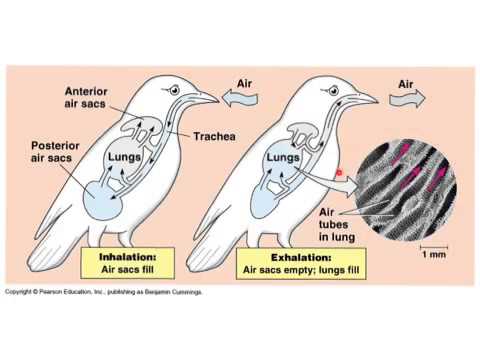 respiration system of animal What is a respiratory system how does it work what are the functions of respiratory systems what are the different respiratory strategies that animals use. respiration system of animal What is a respiratory system how does it work what are the functions of respiratory systems what are the different respiratory strategies that animals use.