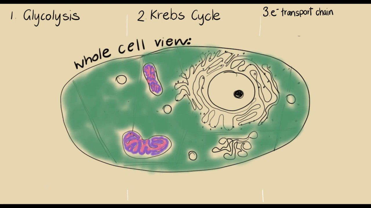 ⁣Glycolysis | Energy for cells | meriSTEM